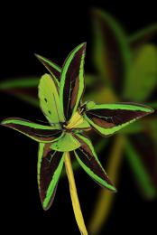 The Braided Butterfly Flower